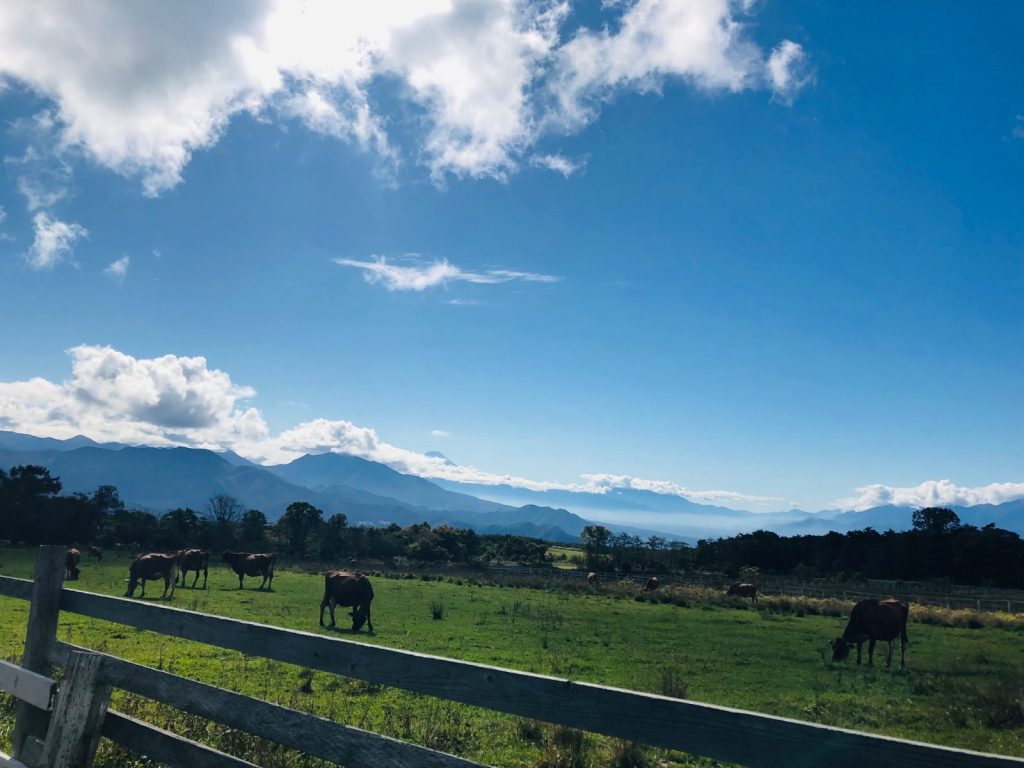 秋晴れの牧草地とジャージ牛そして富士の頂