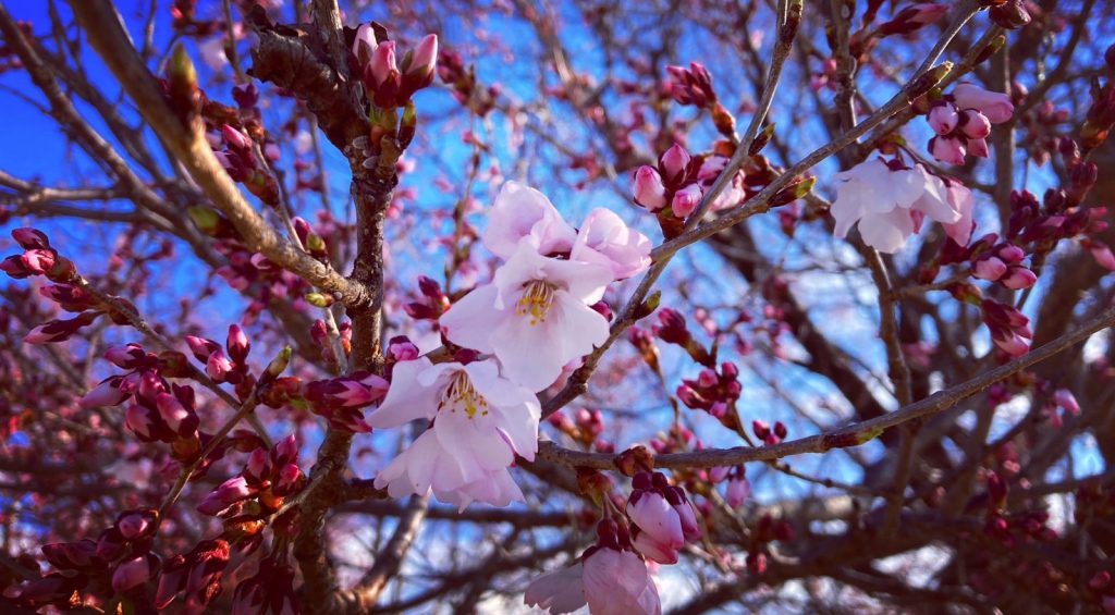 韮崎駅前の桜