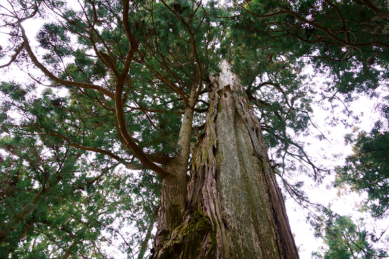 鷲子山上神社の千年杉