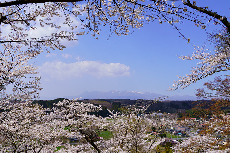 芦野御殿山公園の桜