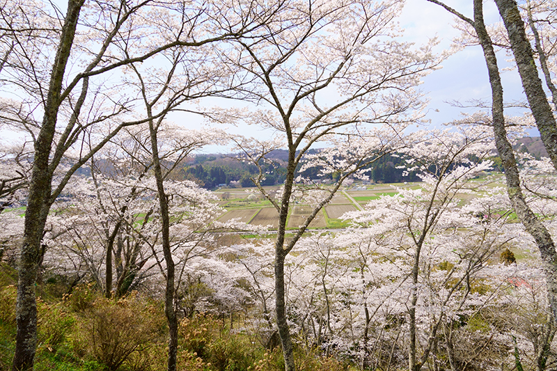芦野御殿山公園の桜
