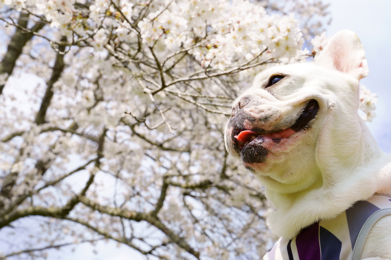 芦野御殿山公園の桜と愛犬コポー