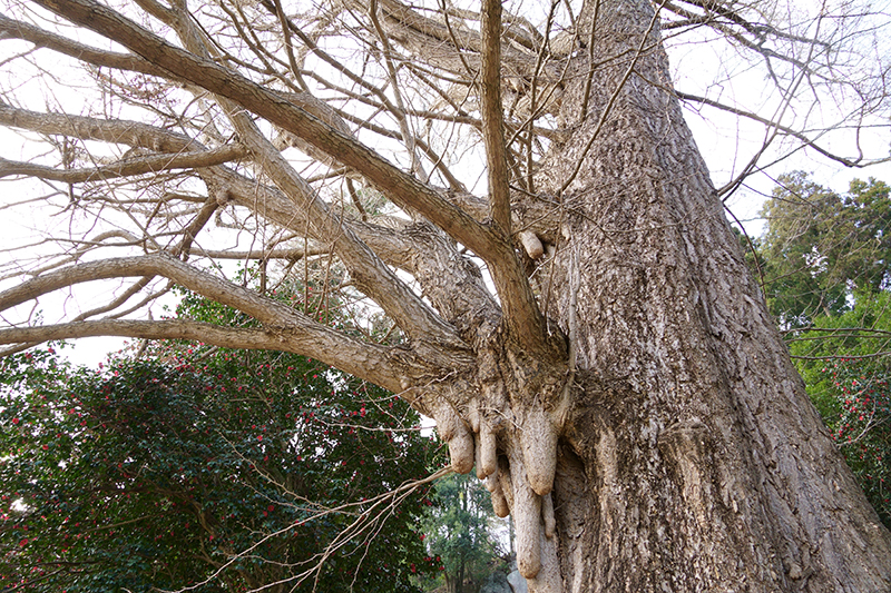 推定樹齢400年といわれる湯泉神社の大イチョウの巨木