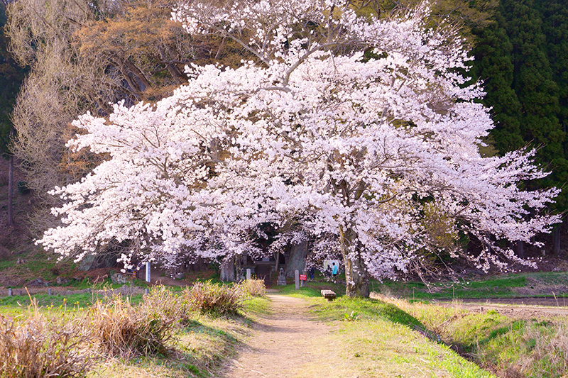鏡山温泉（上の宮）神社の参道入口にある桜