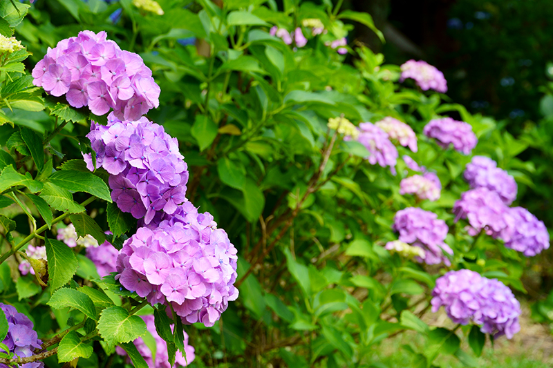 黒羽城址公園の紫陽花