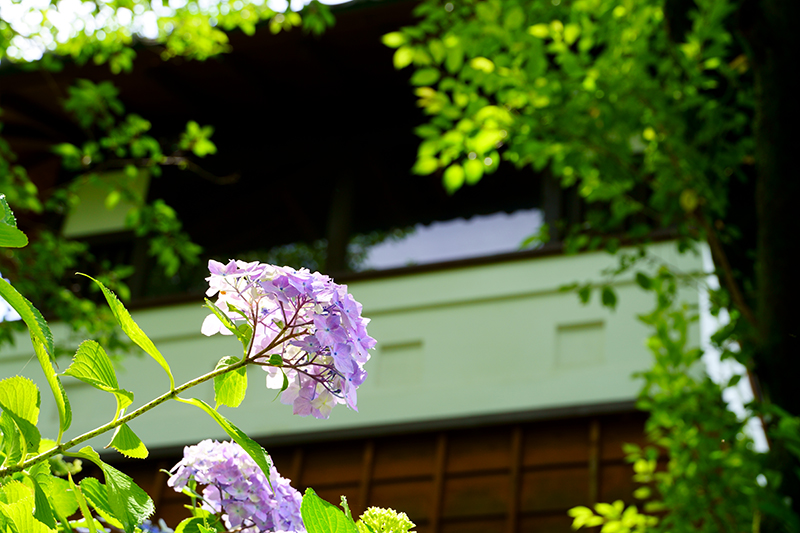 黒羽城址公園の紫陽花
