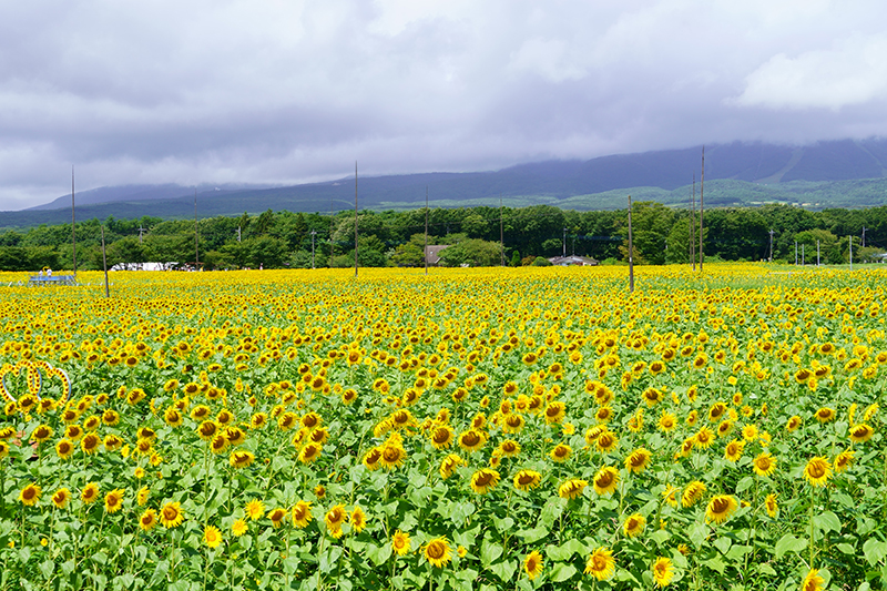 那須高原に咲く約200万本のひまわり畑