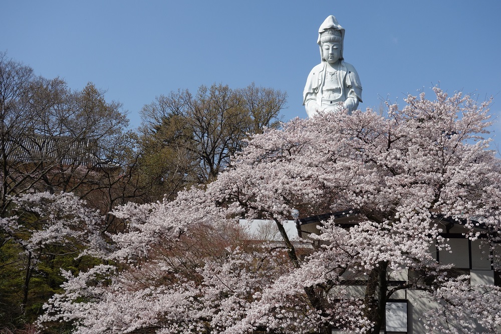 桜の時期の高崎白衣大観音像