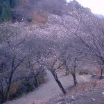 冬桜風景