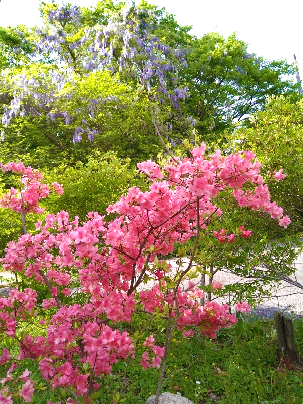 庭先に咲くツツジと藤の花