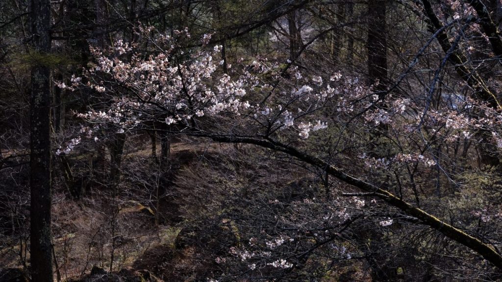 山深い渓谷に咲く山桜