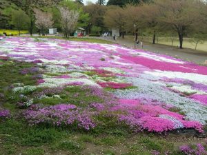 赤城・「みやぎ千本桜の森公園」：芝桜満開を楽しむ