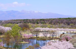 【那須塩原】那須のおすすめお花見スポット！那珂川河畔公園でお花見＆ポタリング。