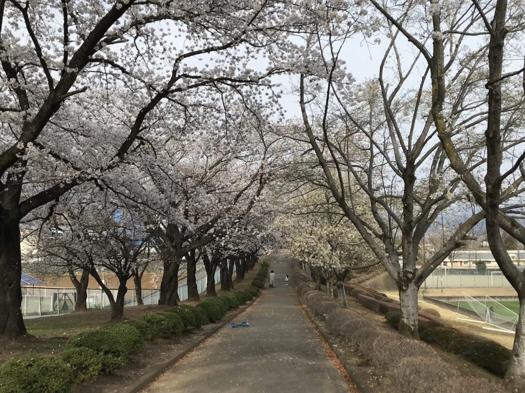 韮崎市中央公園の桜