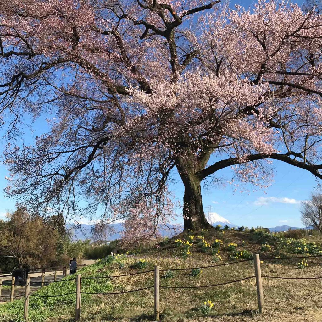韮崎市ワニ塚の桜