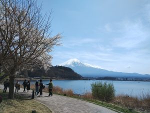 「桜！富士！湖！」　三拍子揃いの　‘‘ 河口湖お花見情報 ‘‘