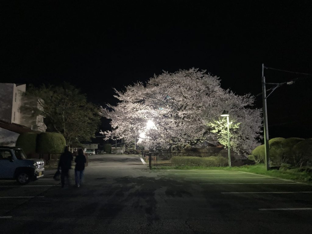 高根町支所前の桜