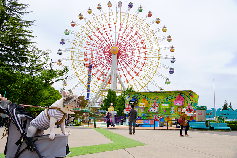【那須高原】愛犬と楽しむペットフレンドリーなテーマパーク「那須ハイランドパーク」
