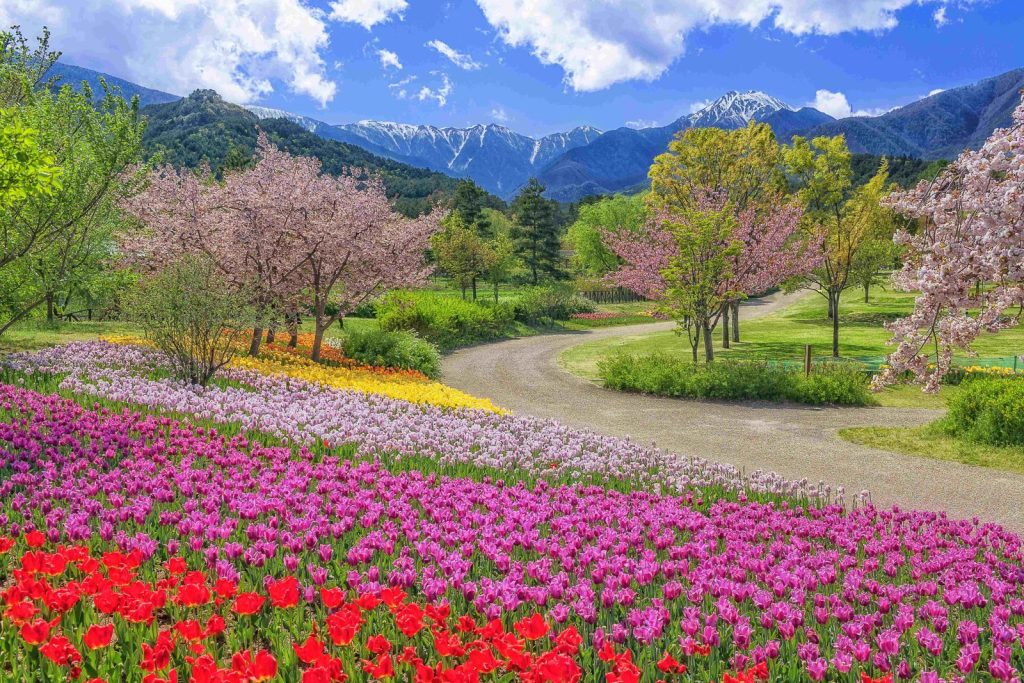 国営アルプス安曇野公園　チューリップと桜