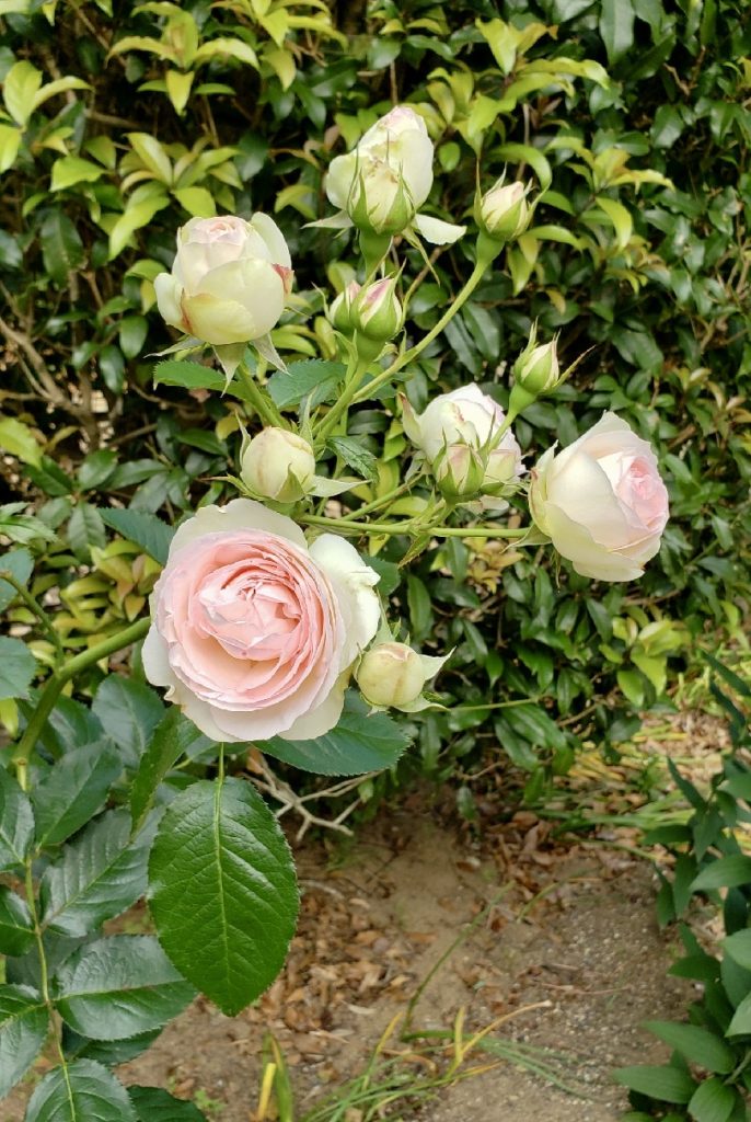 地植えした薔薇