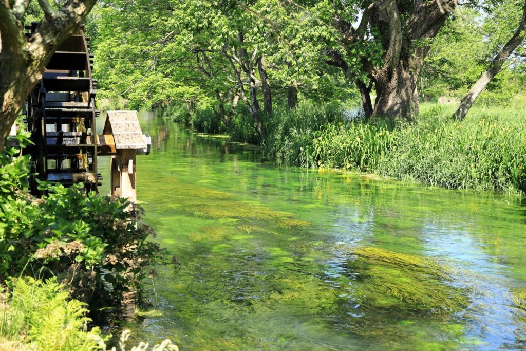 長野県安曇野市　大王わさび農場　