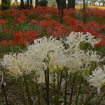 早川渕彼岸花の里の彼岸花