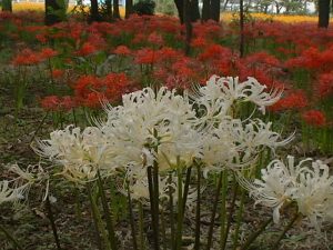 群馬県伊勢崎市「早川淵彼岸花の里」：真紅に染まる秋の絶景