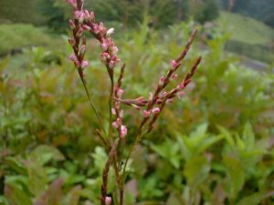 群馬県高崎市「藍の花咲く高崎市染料植物園」と藍の諺に触れて