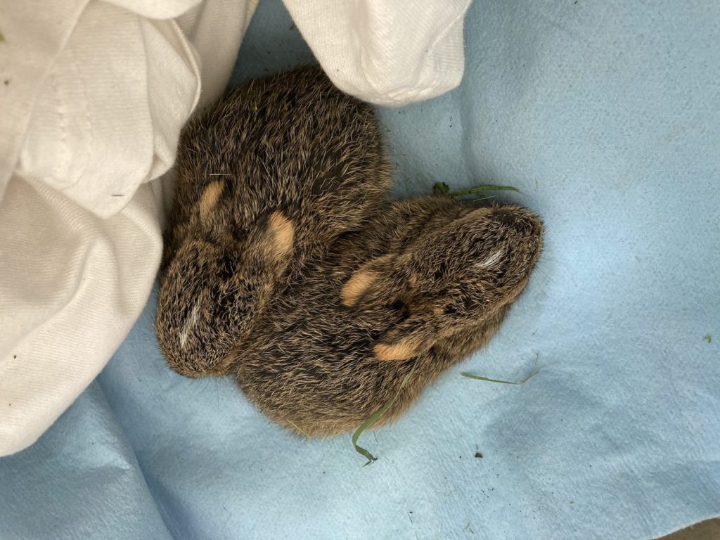 清里の野生動物