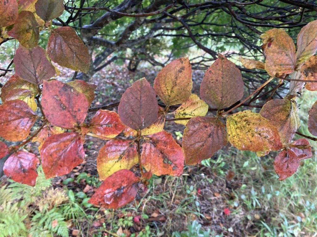 トウゴクミツバツツジの紅葉