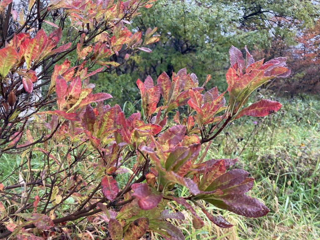 蓮華躑躅の紅葉