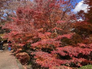 もみじ寺で知られてます永源寺周辺を散策ドライブしました。