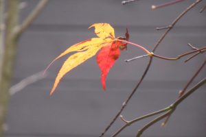 晩秋から冬へ移ろう八ヶ岳南麓