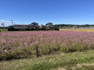 【千葉県　多古町】道の駅　多古（たこ）　今はコスモスが見ごろ