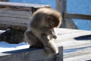 冬の日光で叶える非日常旅ー幻想的な雪景色と源泉掛け流しの雪見露天風呂。