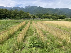 【北杜市より】移住の醍醐味！菜園と手仕事のある田舎暮らし。