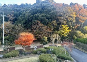 茨城県鹿行地域に秋が来た！庭から紅葉が楽しめる田舎ならではの景色を紹介