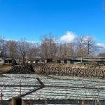 わさび農場と山の風景