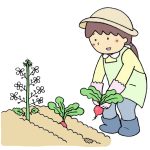 家庭菜園