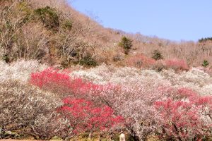 神奈川県湯河原町・湯河原梅林が見頃をむかえていました！