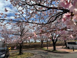 伊豆熱川温泉周辺から熱海周辺、桜情報と美味しいお土産