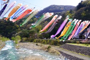 【那須塩原】板室温泉を彩る鯉のぼり＆ニリンソウ咲く木の俣園地
