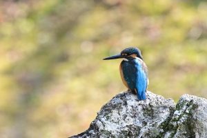 カワセミがすぐそばにいる暮らし。都会の喧騒を離れて見つけた、田舎の贅沢