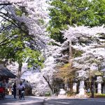 桜,冨士御室浅間神社,見ごろ