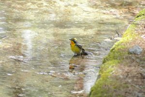 創造の森　集う鳥　彩る花　春の山梨河口湖町