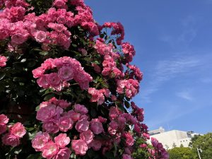 【神奈川県 横浜市】 5月のバラを早朝から満喫する 山下公園 未来のバラ園2025