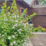 野ばら,ノイバラ,茨城県の花