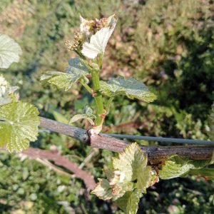 ブドウの新芽にニセアカシアの花etc… 何でも揚げちゃう、天ぷら大好き信州人