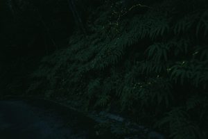 【房総の里山に暮らす】ホタル舞う山里で、新しい暮らしを