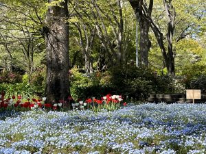 【東京都千代田区】ネモフィラ揺れる　日比谷公園